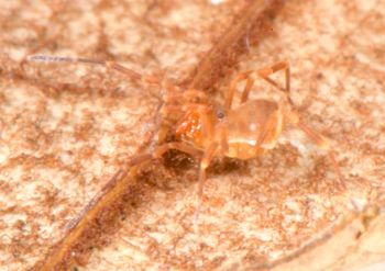 Media type: image;   Invertebrate Zoology 136540